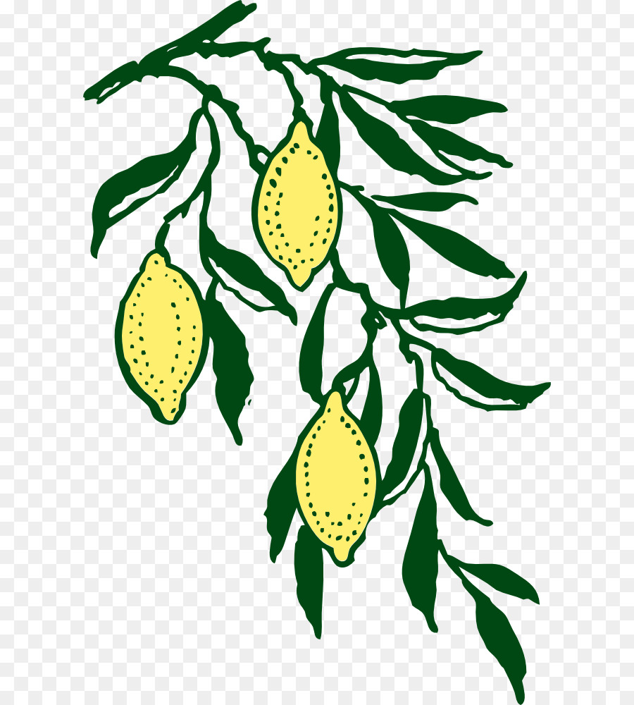 Citron，Bifurquer PNG