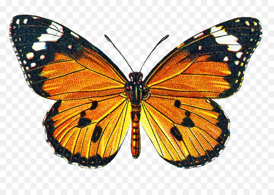 Papillon Coloré，Coloré PNG