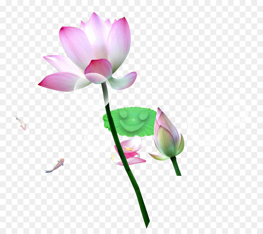 Lotus，Rose PNG