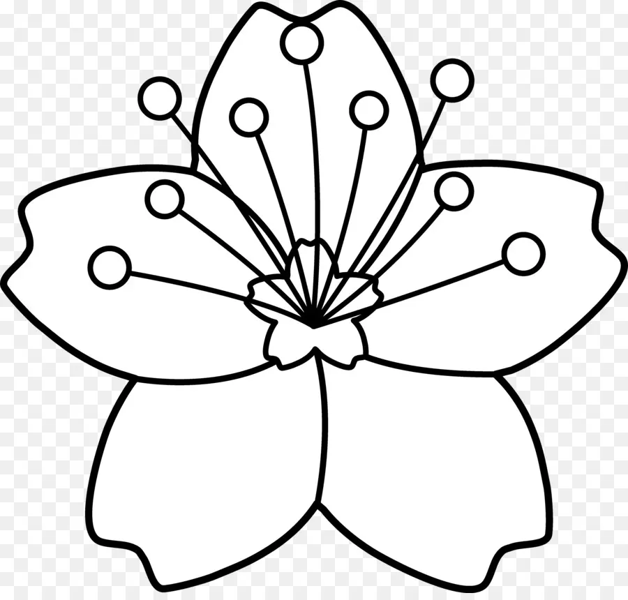 Fleur De Cerisier，Fleurir PNG