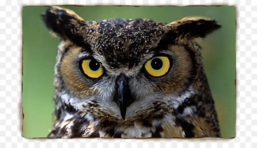 Hibou，Oiseau PNG