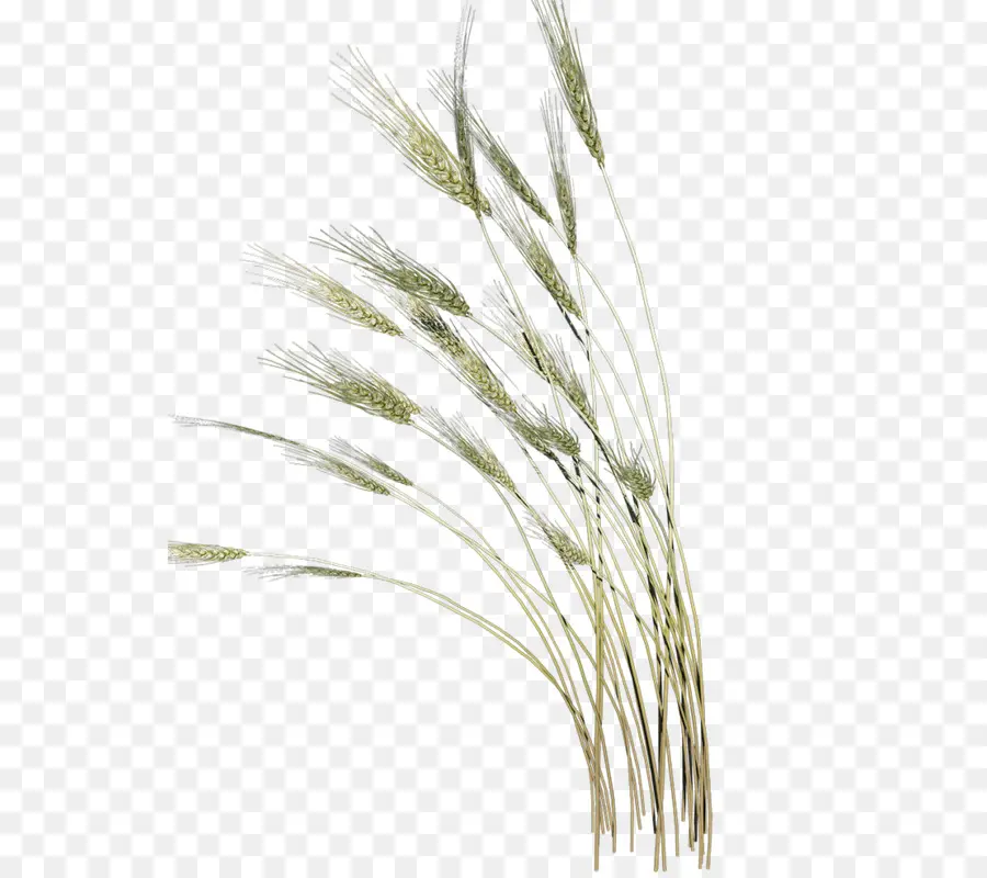 Blé，Grain PNG