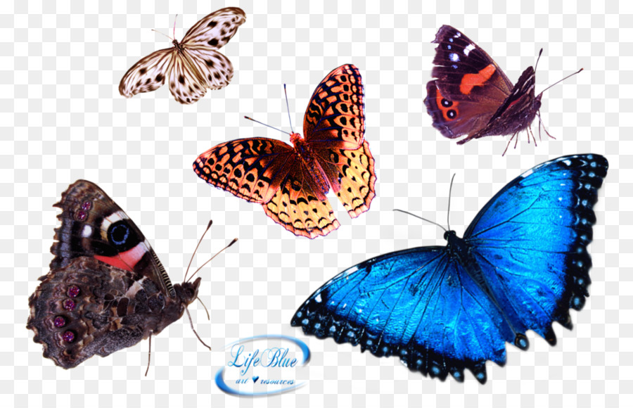 Papillon，La Photographie PNG