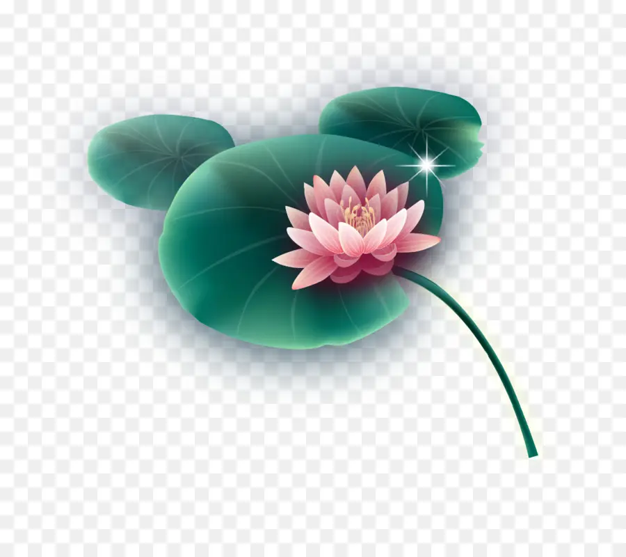 Fleur De Lotus，Floraison PNG