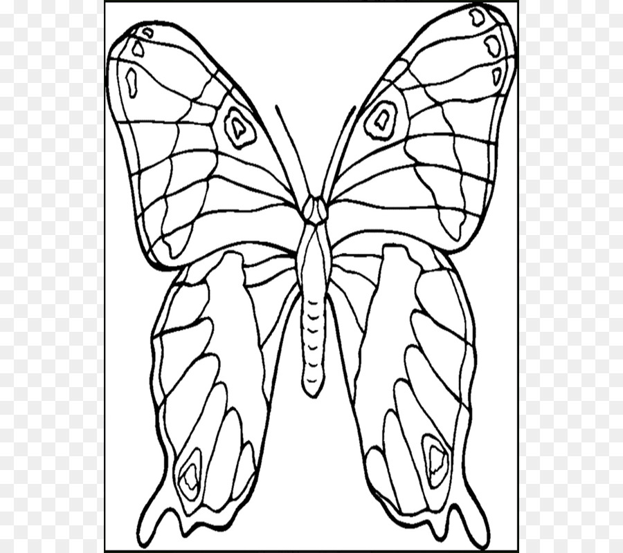 Papillon, Livre De Coloriage, Les Animaux Qui Hibernent PNG  Papillon