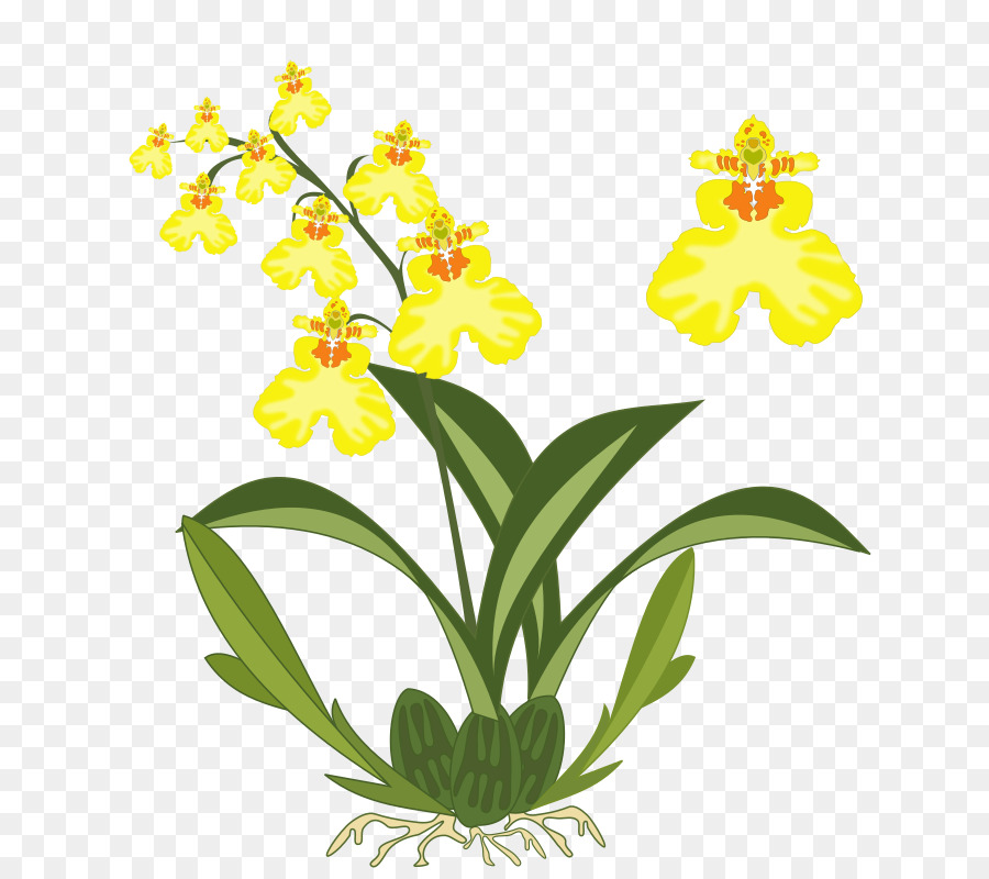 Orchidée Jaune，Fleur PNG