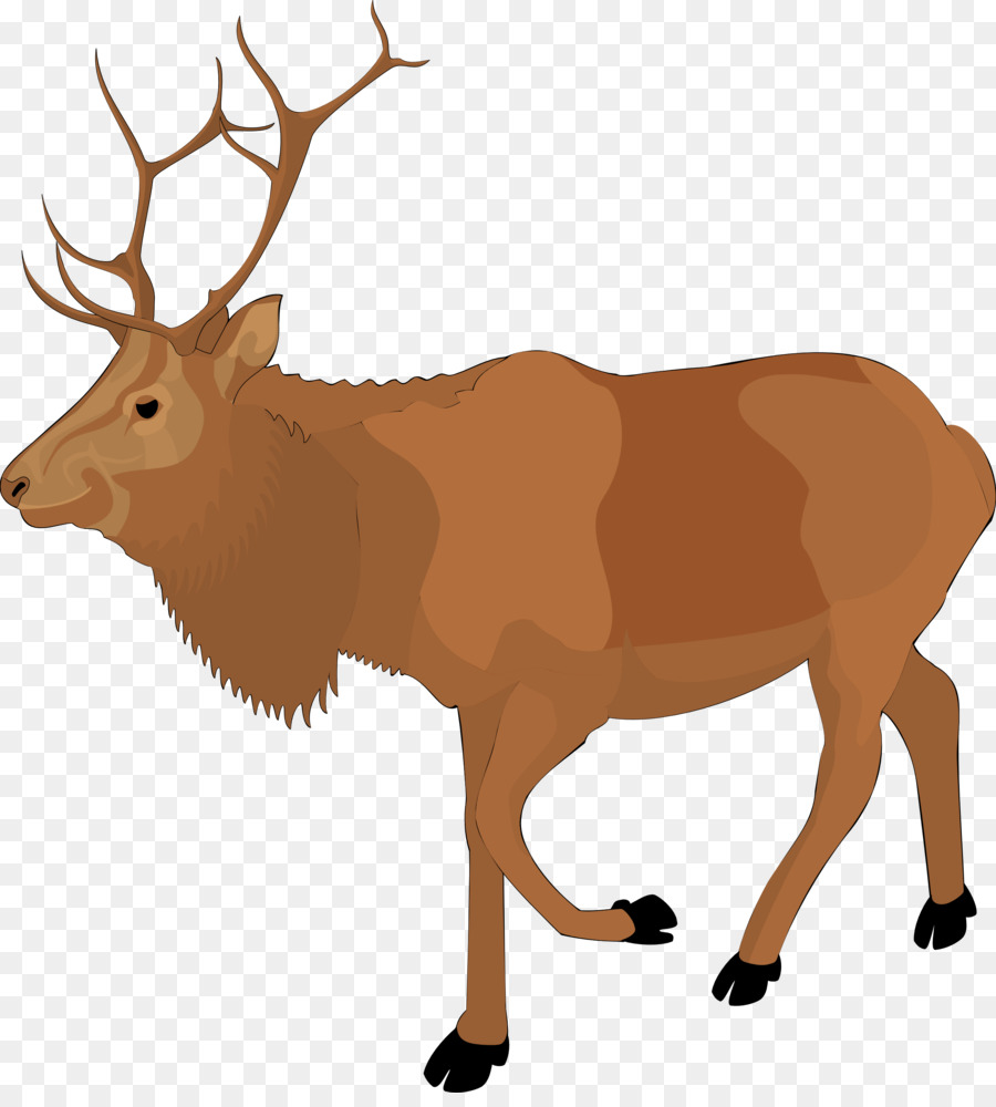 Cerf，Faune PNG