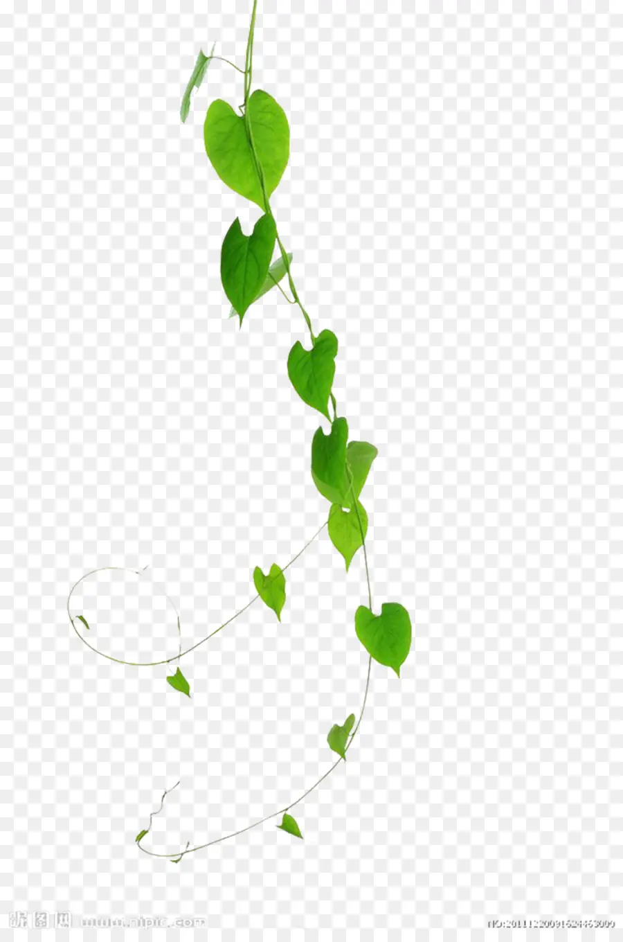 Vigne Verte，Feuilles PNG