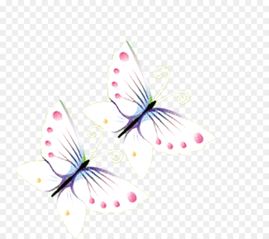 Papillon，Blanc PNG