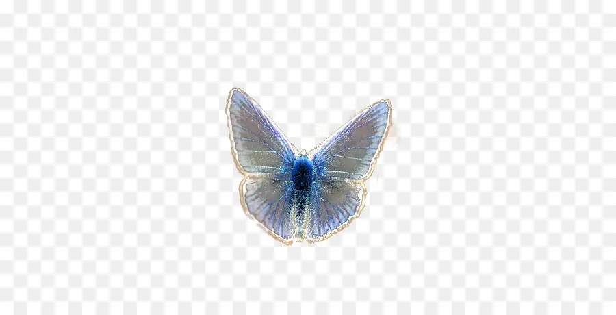 Papillon Bleu，Insecte PNG