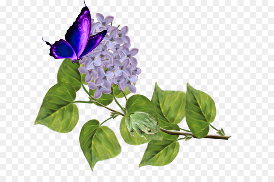 Fleur De Lilas，Feuilles PNG