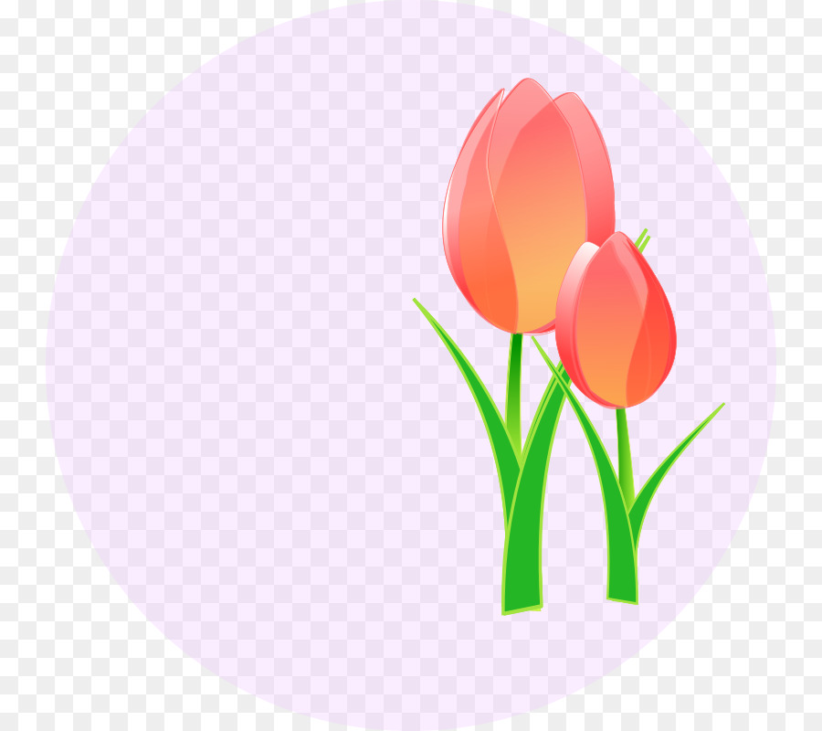 Tulipes，Floraison PNG