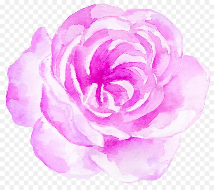 Rose Pourpre，Floraison PNG