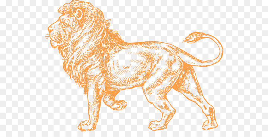 Lion，Roi PNG