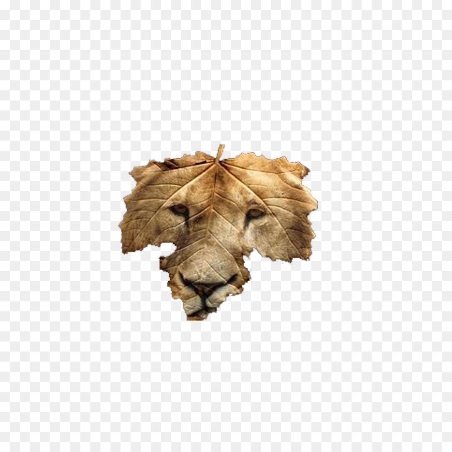 Visage De Lion Feuille，Lion PNG