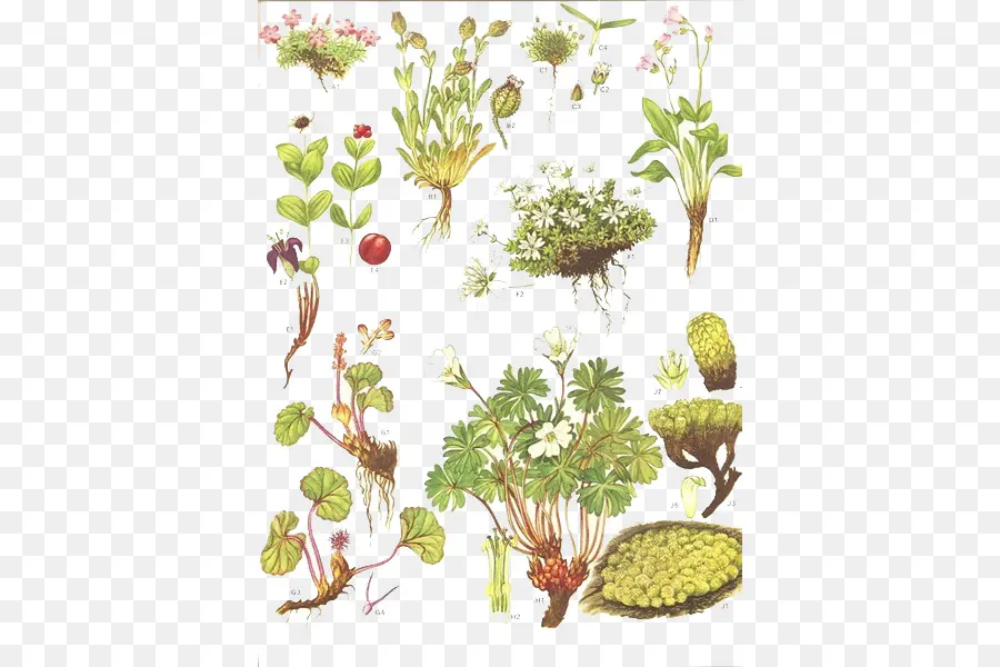 Illustrations Botaniques，Plantes PNG