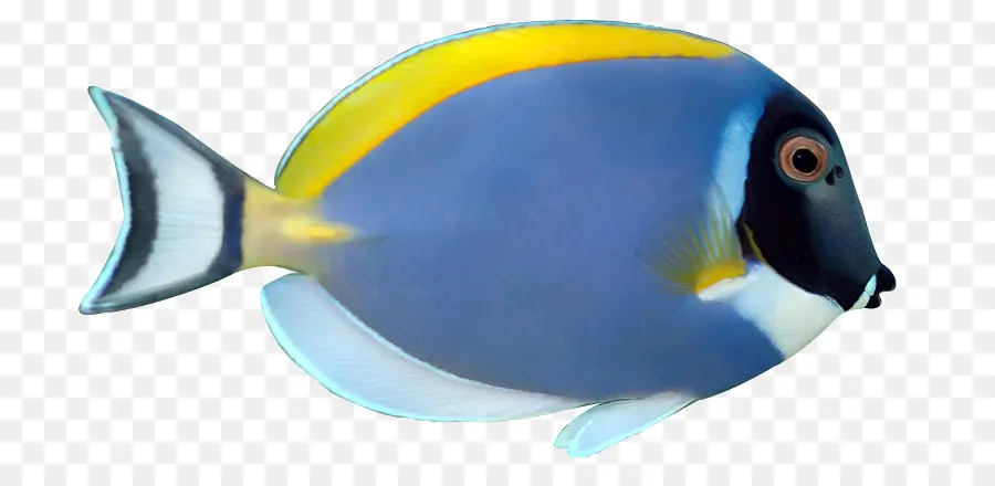 Poisson，Aquatique PNG