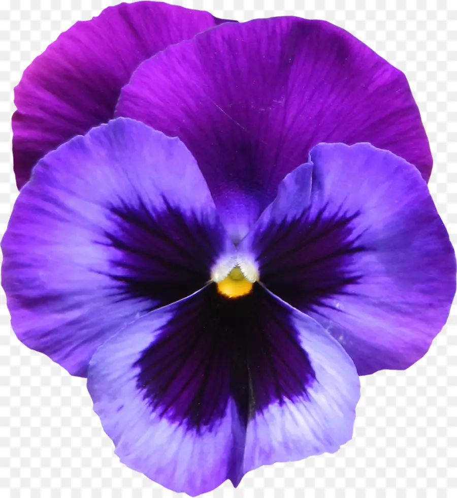 Fleur Violette，Fleur PNG