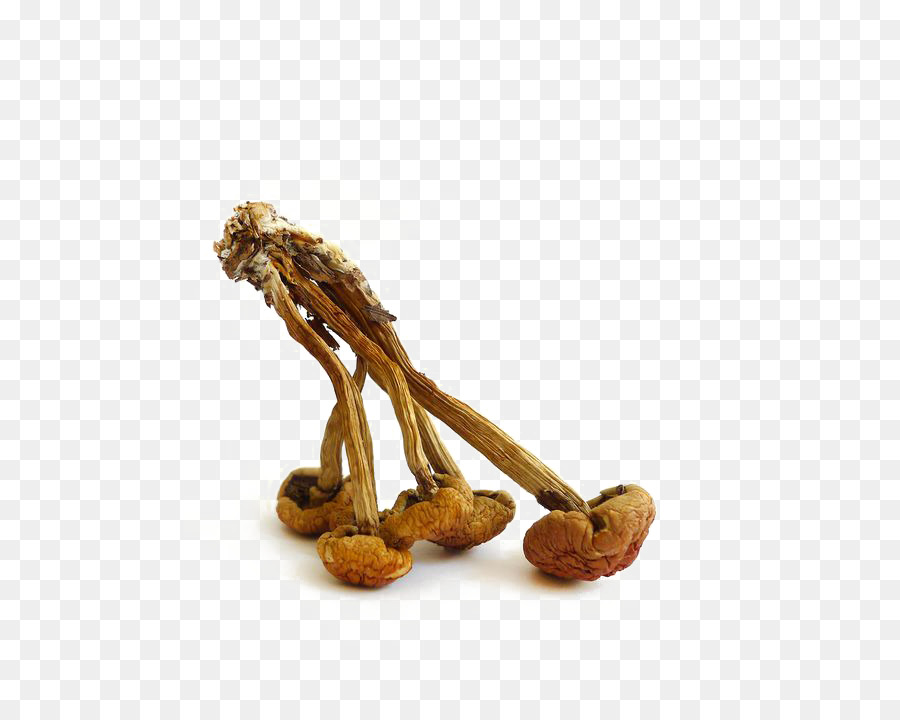 Champignons Séchés，Champignons PNG