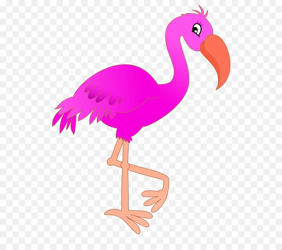 Flamant Rose，Animal PNG