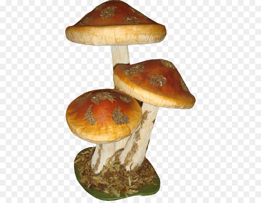 Champignons，Champignon PNG