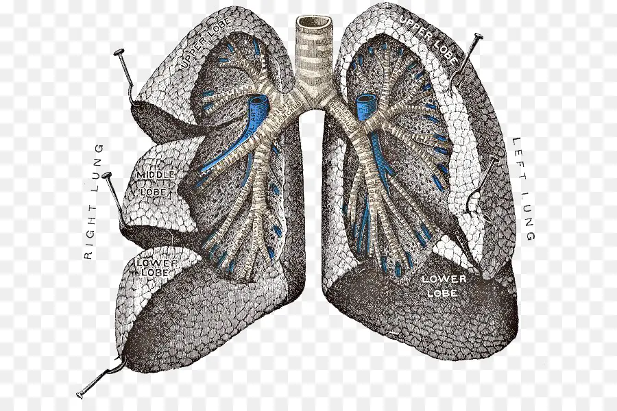 Gray S Anatomie，Poumon PNG