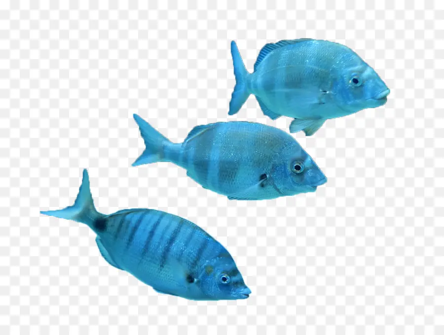 Poisson Bleu，Océan PNG