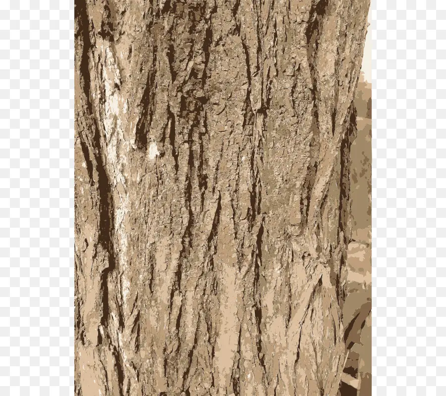 Écorce D'arbre，Texture PNG