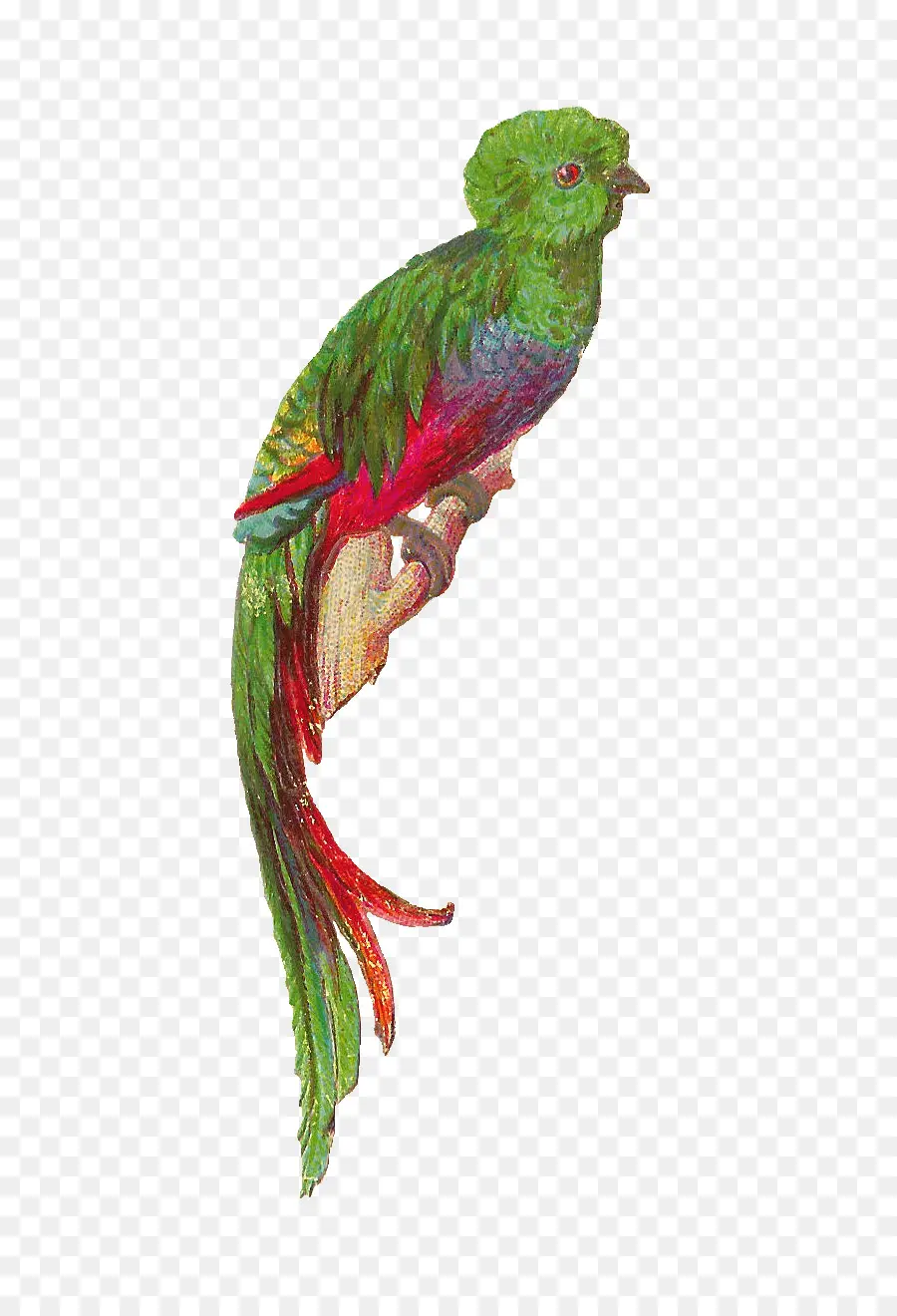 Oiseau Coloré，Bifurquer PNG