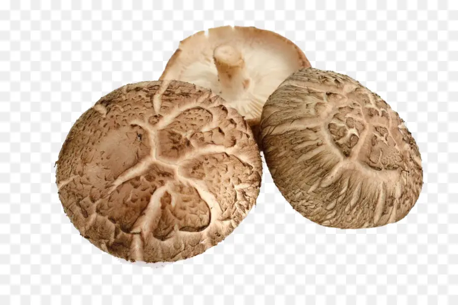 Champignons，Comestible PNG