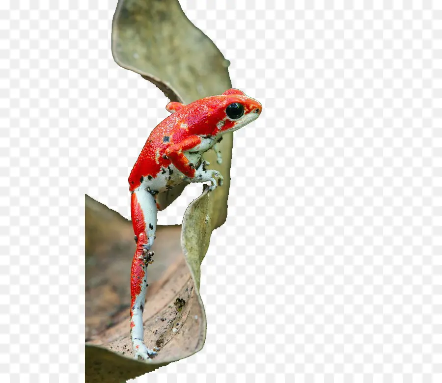 Frawberres Poisondart Grade，Grenouille PNG