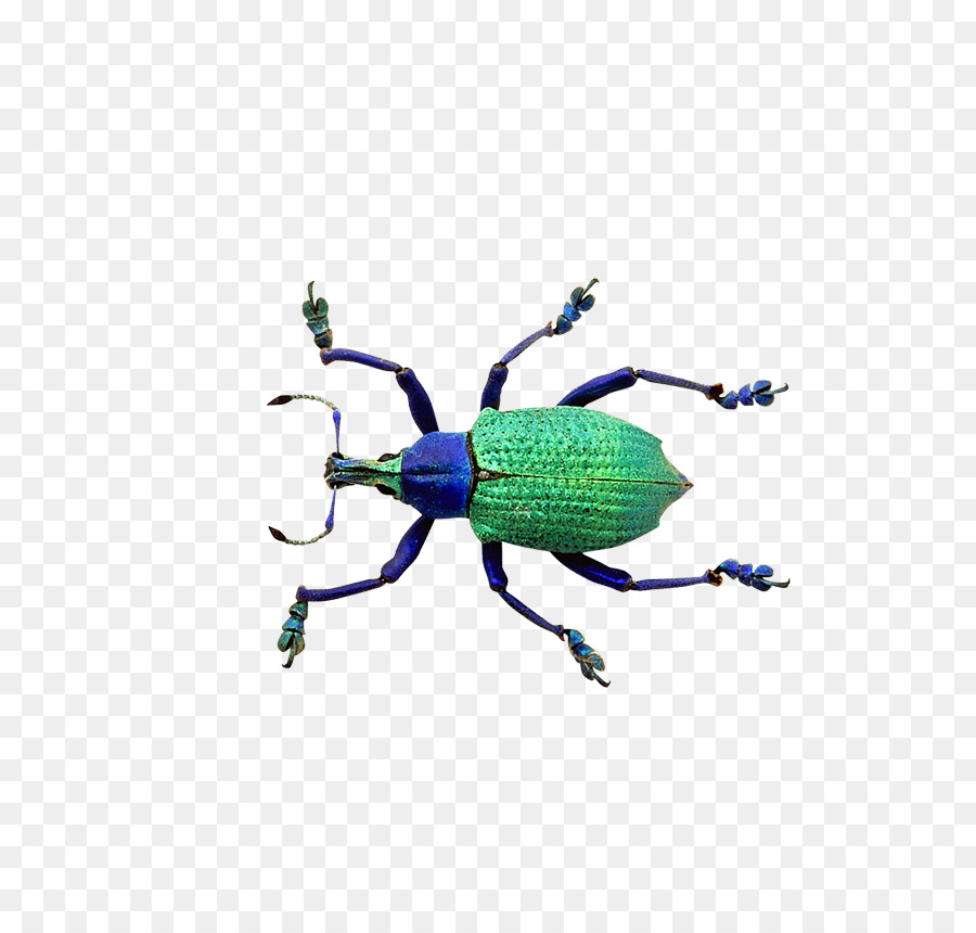 Coléoptère Coloré，Bogue PNG