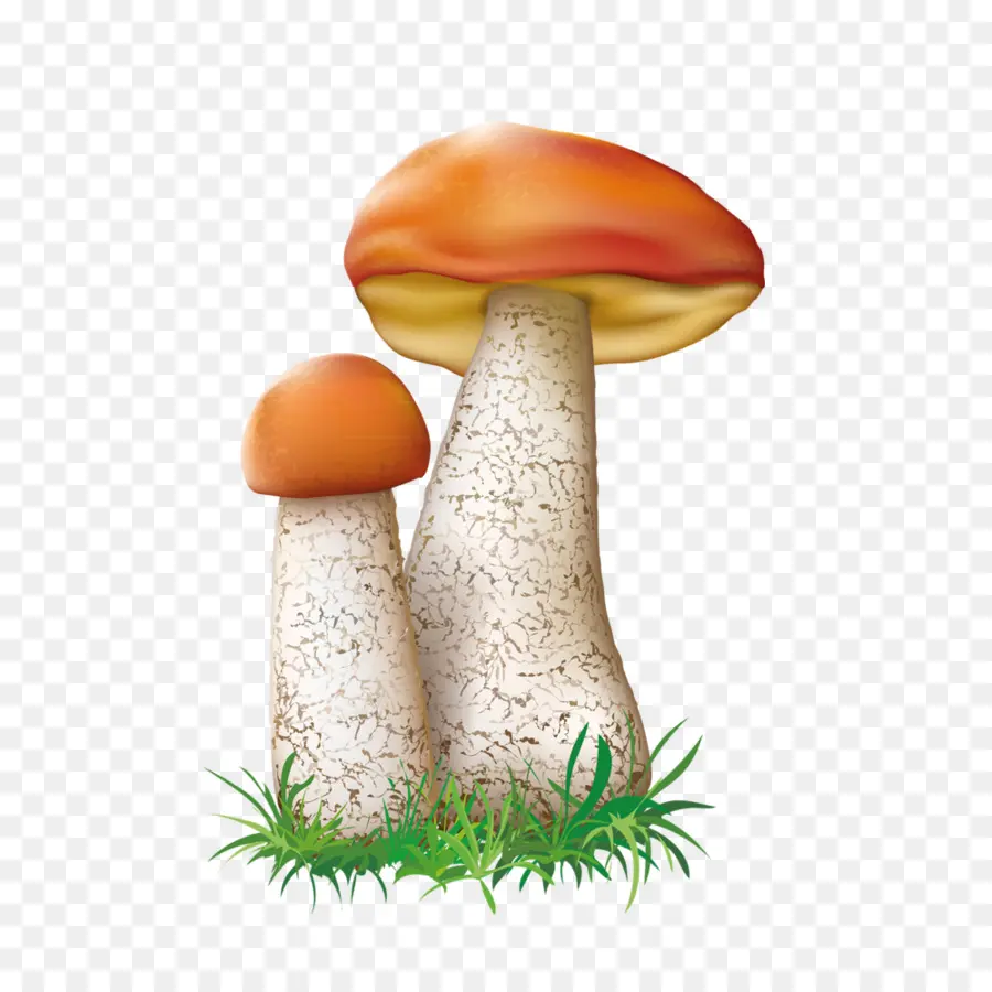 Champignons，Brun PNG