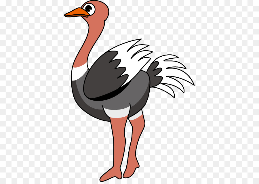 Vautour De Dessin Animé，Oiseau PNG