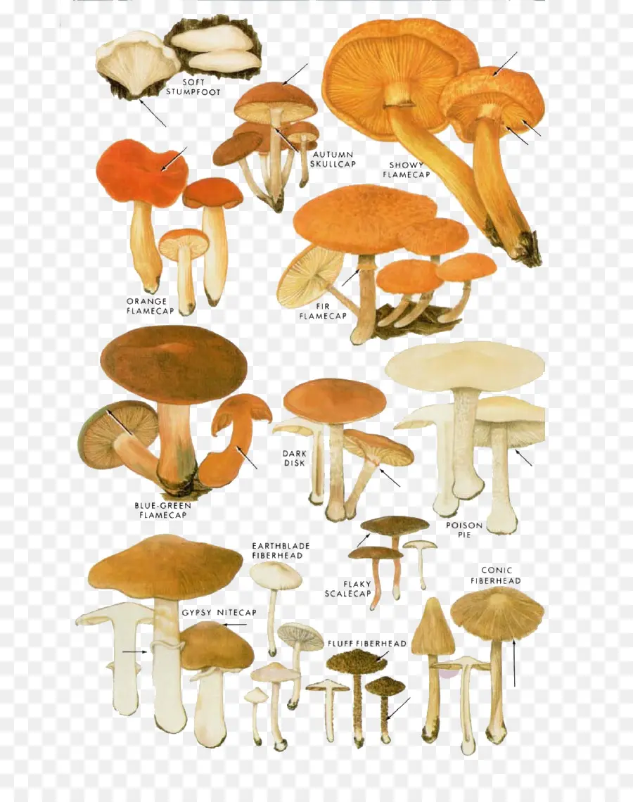 Champignon，Shiitake PNG