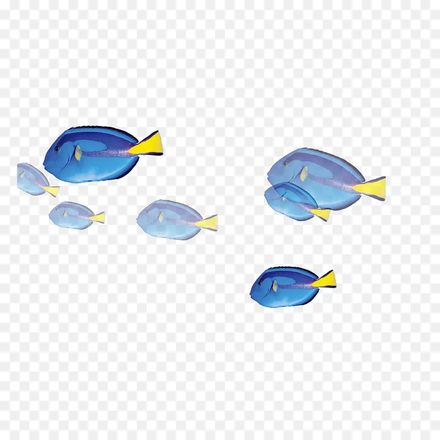 Poisson Bleu，École PNG