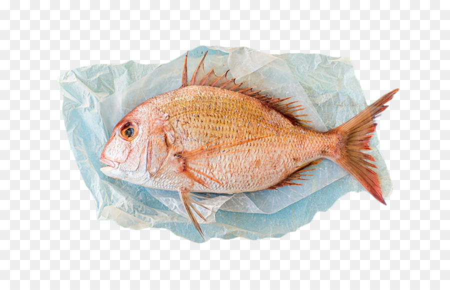 Porgy Rouge，Scup PNG