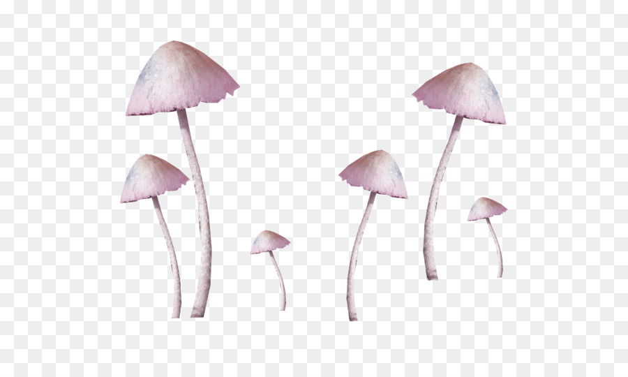 Champignons，Plantes PNG