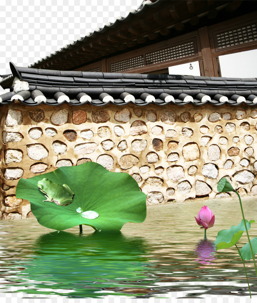 Grenouille Sur Lily Pad，Nénuphar PNG