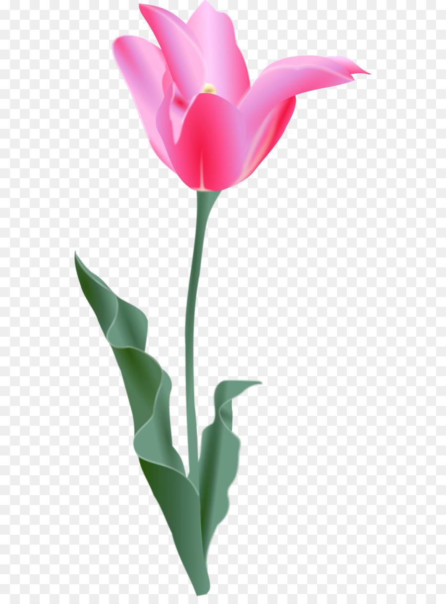 Rose，Floraison PNG