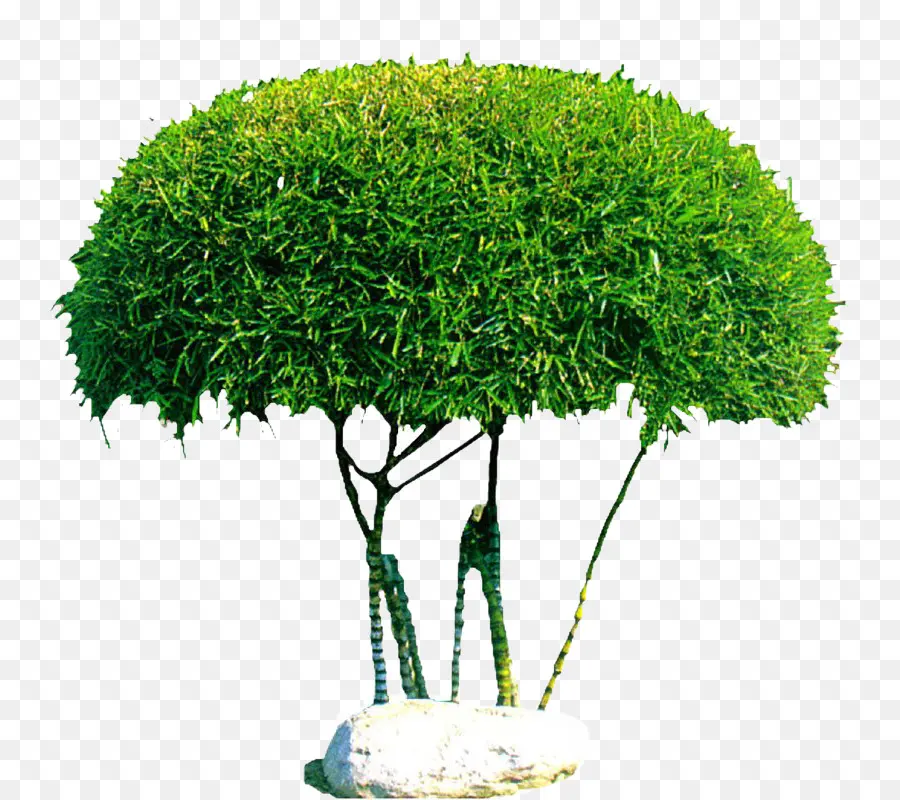 Arbre，Vert PNG