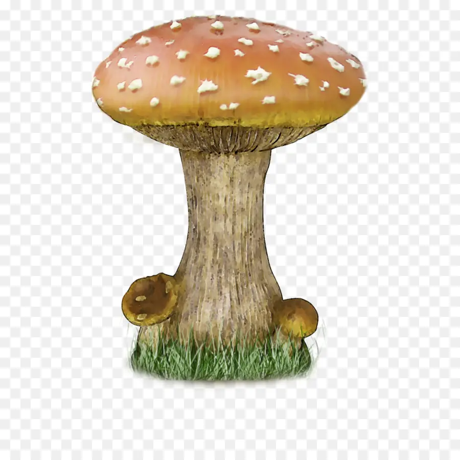 Champignon，Nature PNG