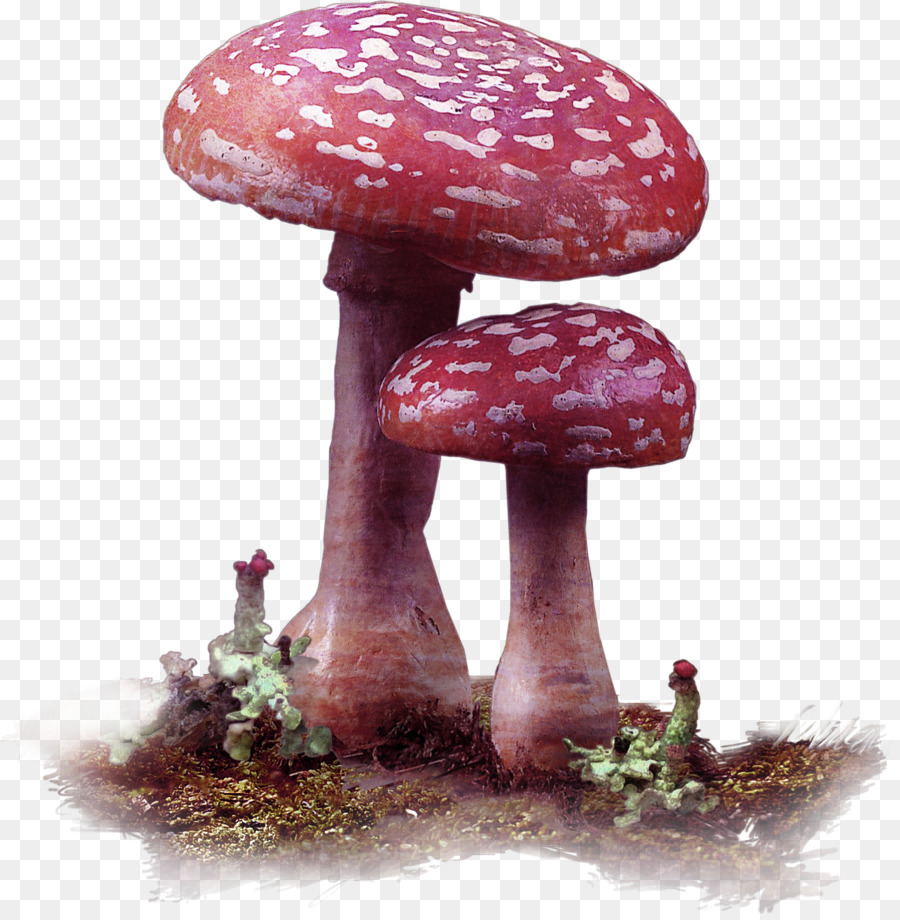 Champignon Comestible，Champignons PNG