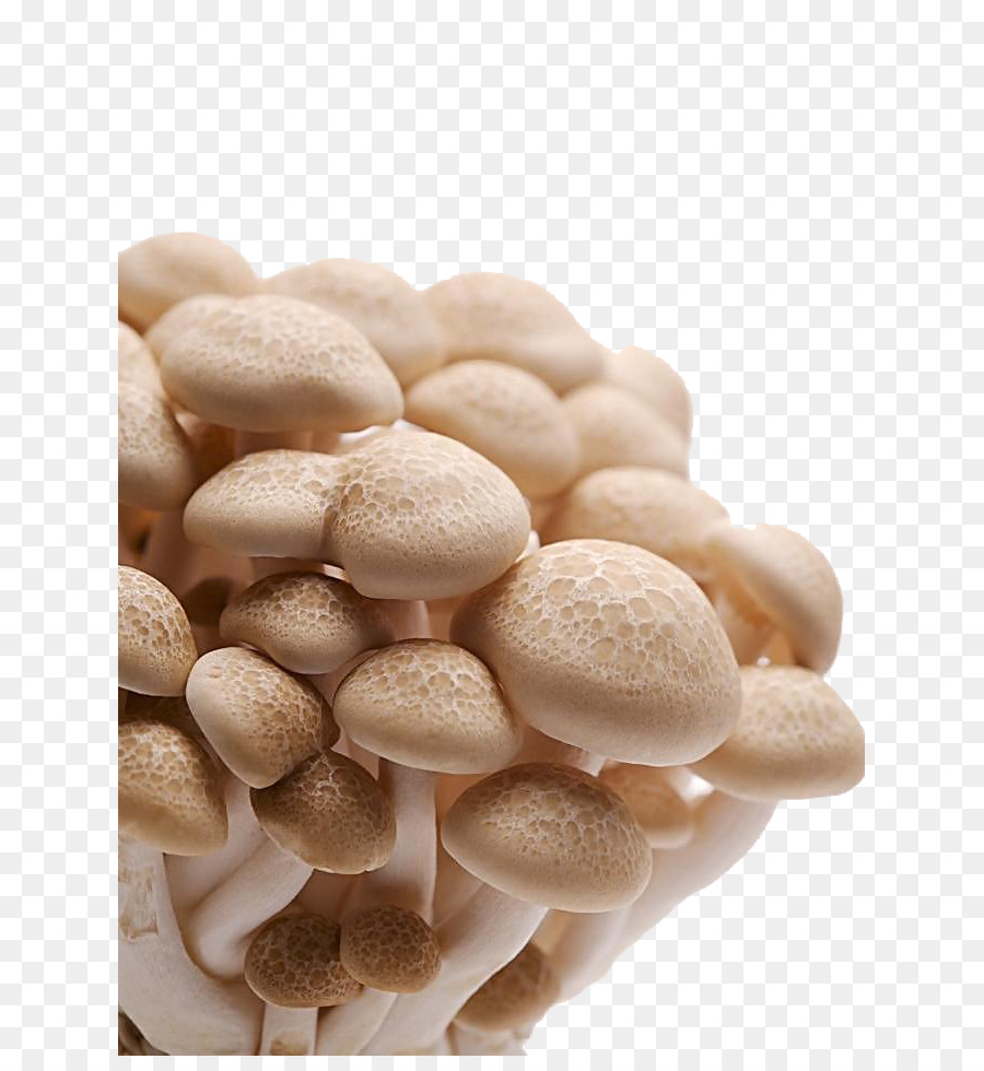 champignons champignon comestible supermarche png champignons champignon comestible supermarche transparentes png gratuit free png