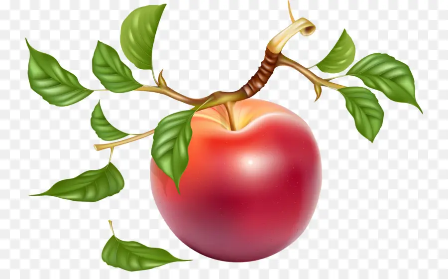 Pomme Rouge，Feuilles PNG