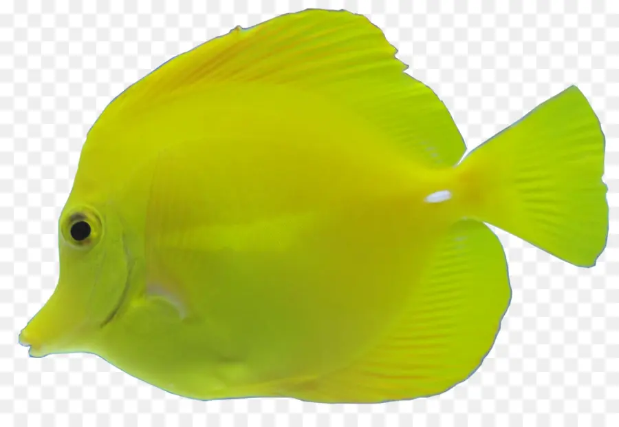 Poisson Jaune，Aquatique PNG