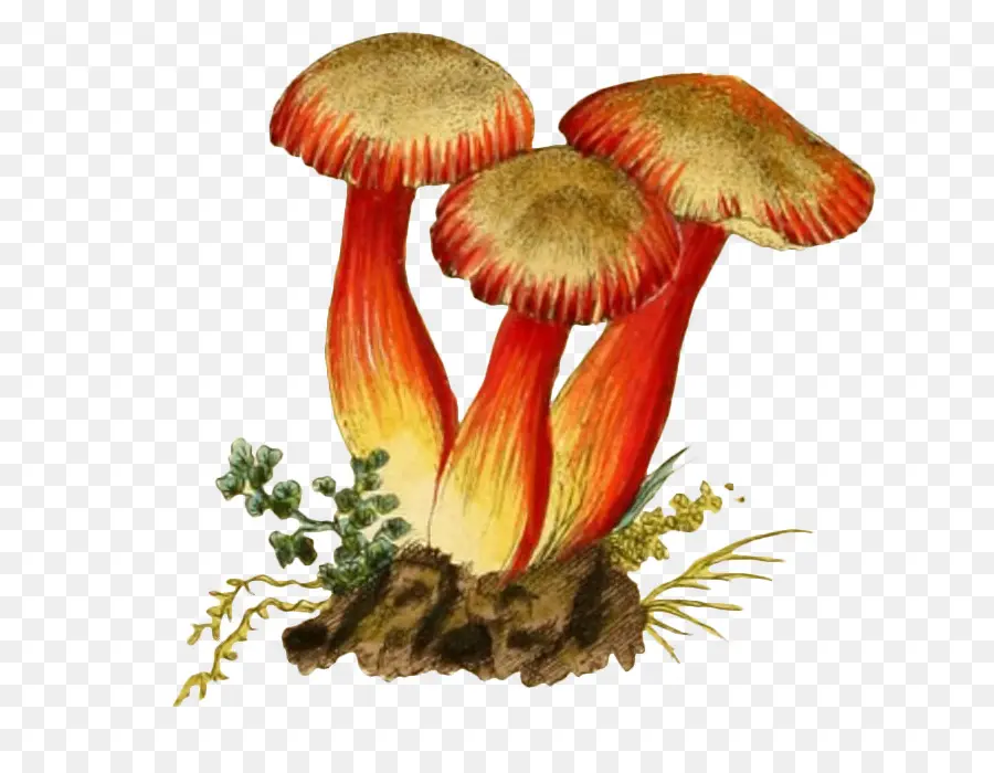 Champignons Rouges，Rouge PNG