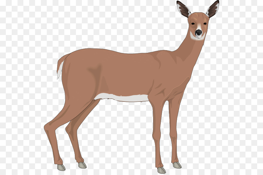 Cerf，Whitetailed Cerf PNG