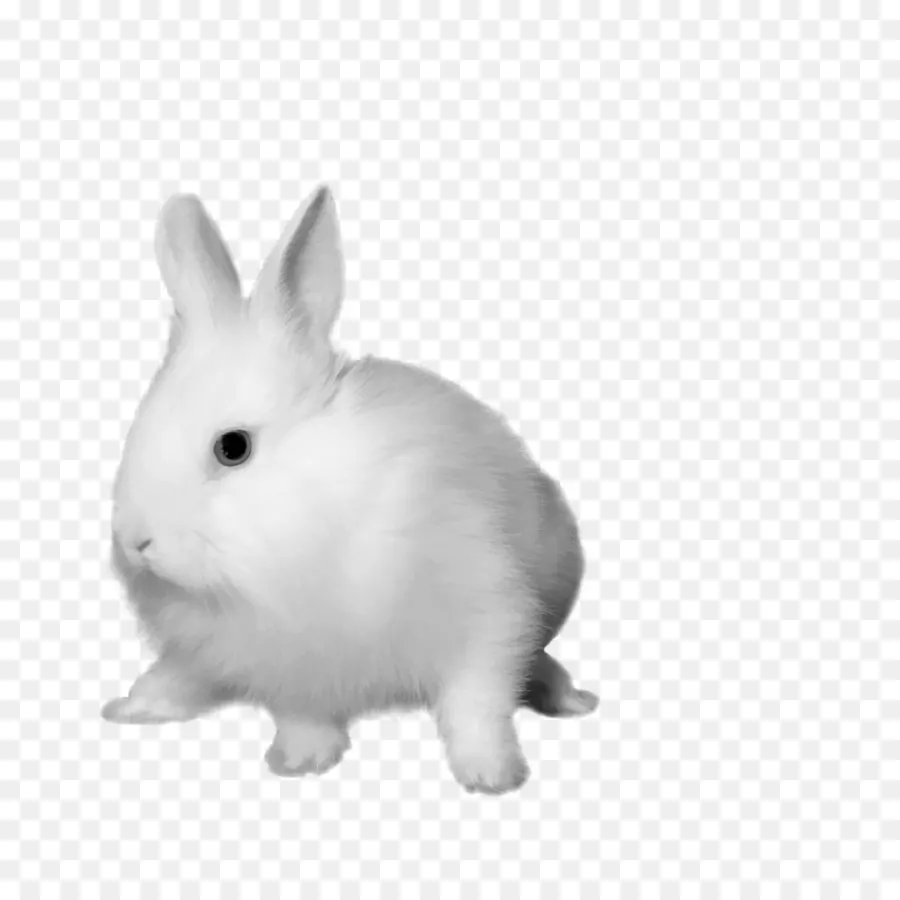 Lapin Blanc，Lapin PNG