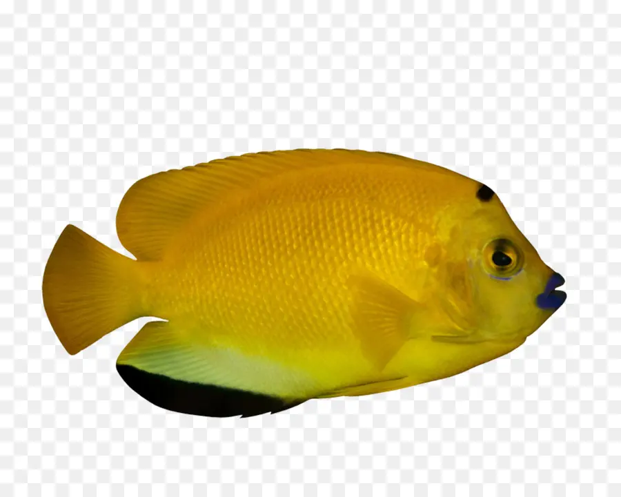 Poisson，Aquatique PNG